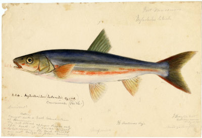 Picture of a fish from an old botanical atlas